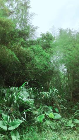 苗栗林地-3