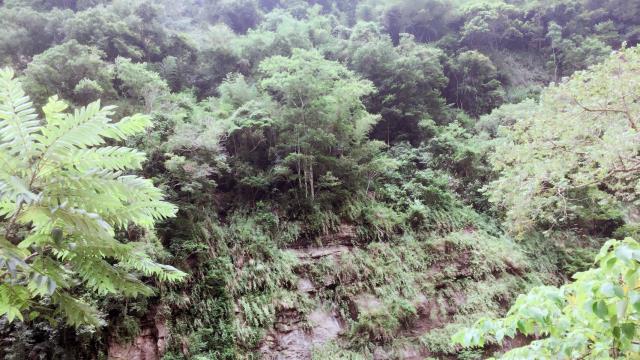 苗栗林地-4